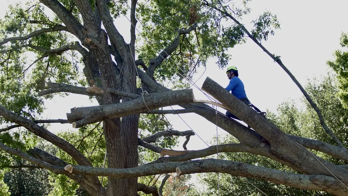 Professional Crown Thinning performed by certified arborists in Mamou